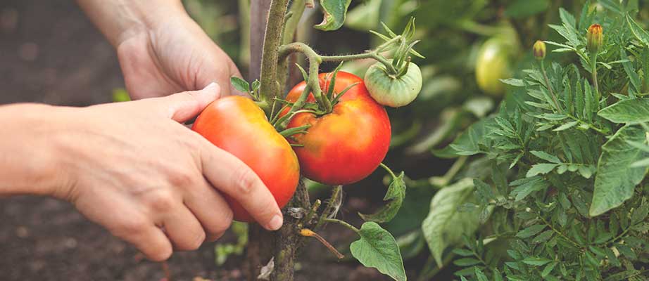 Hojas de tomate