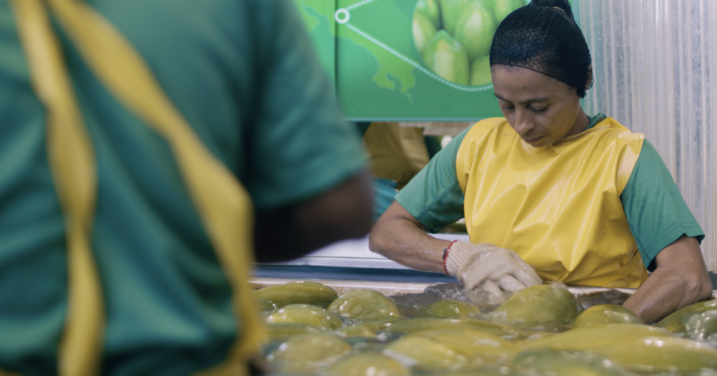 Episodio pretende educar sobre el cultivo, exportación y los beneficios del producto.