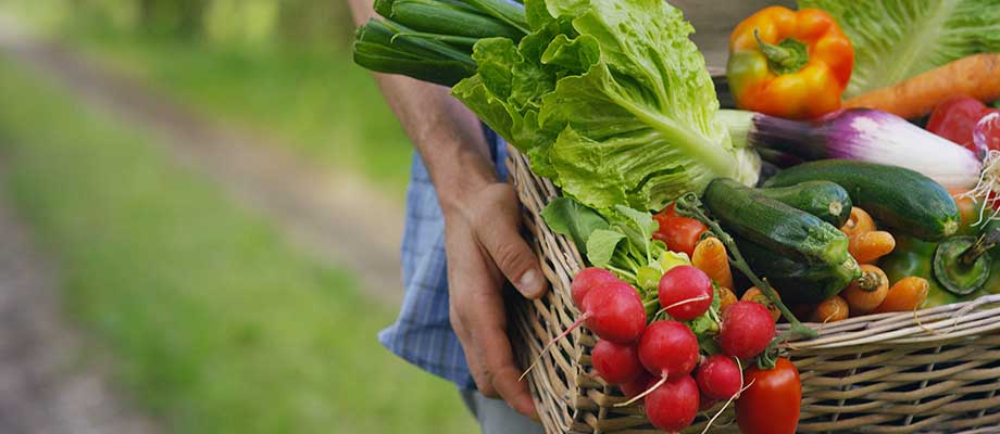 enfermedades para el ingreso de productos vegetales