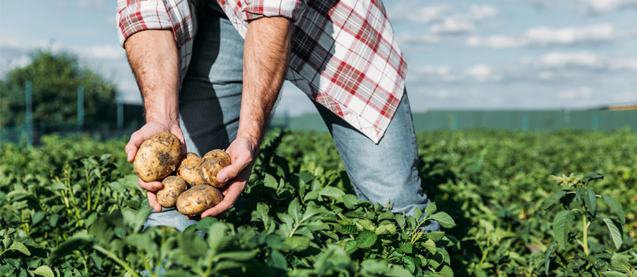 insumos para agricultura orgánica