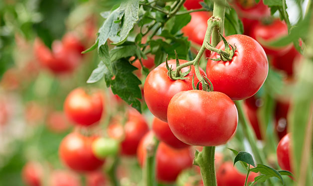 planta de tomate fresco