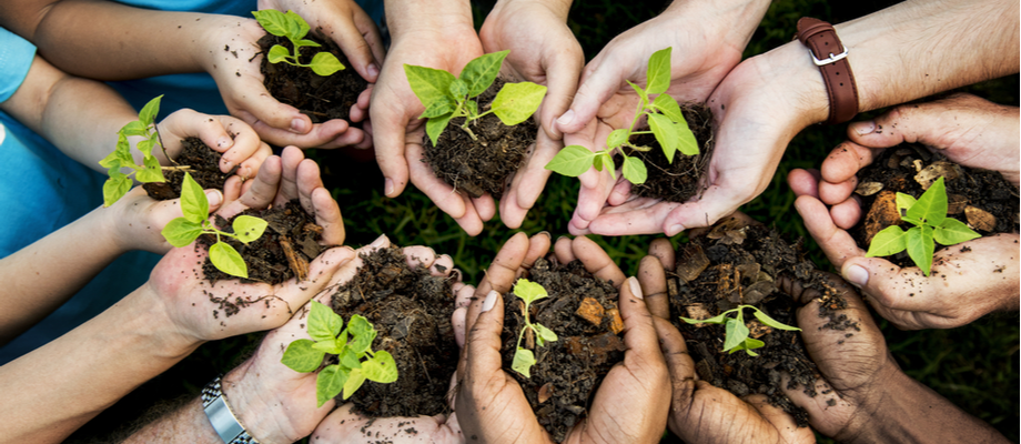 Manos de hombres y mujeres sosteniendo una planta cada uno